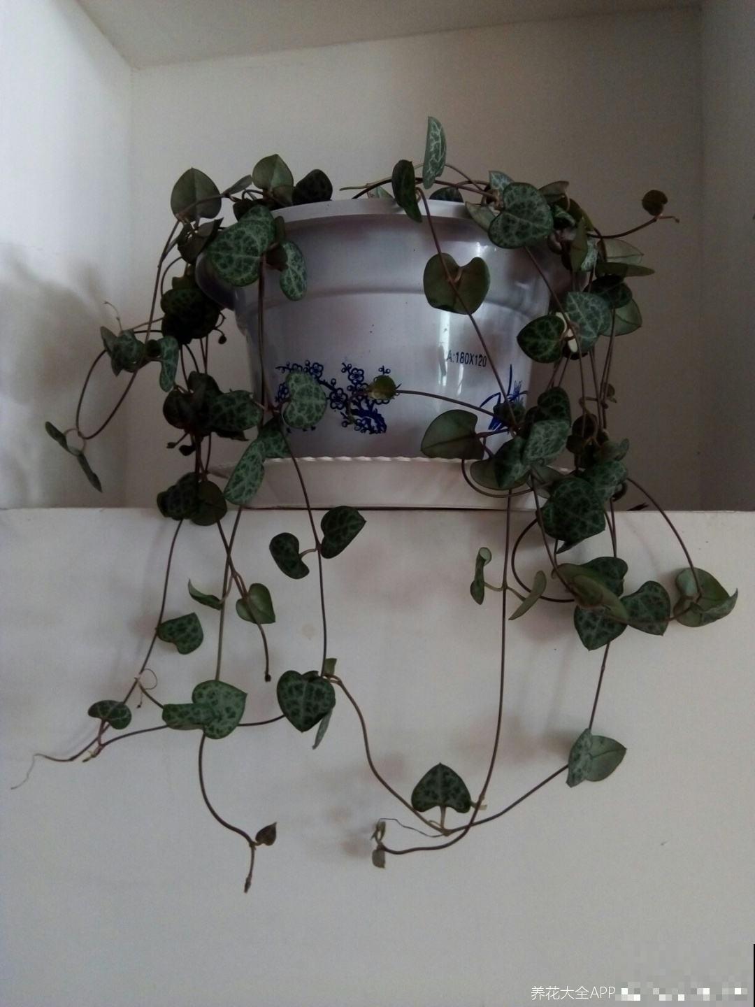 很耐阴的多肉,爱之蔓在秋天养,到底晒好还是不晒好 很耐阴的多肉,爱之蔓在秋天养,到底晒好还是不晒好