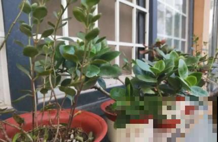 蟹爪兰、长寿花僵苗，必须掐几下，重新换盆养！