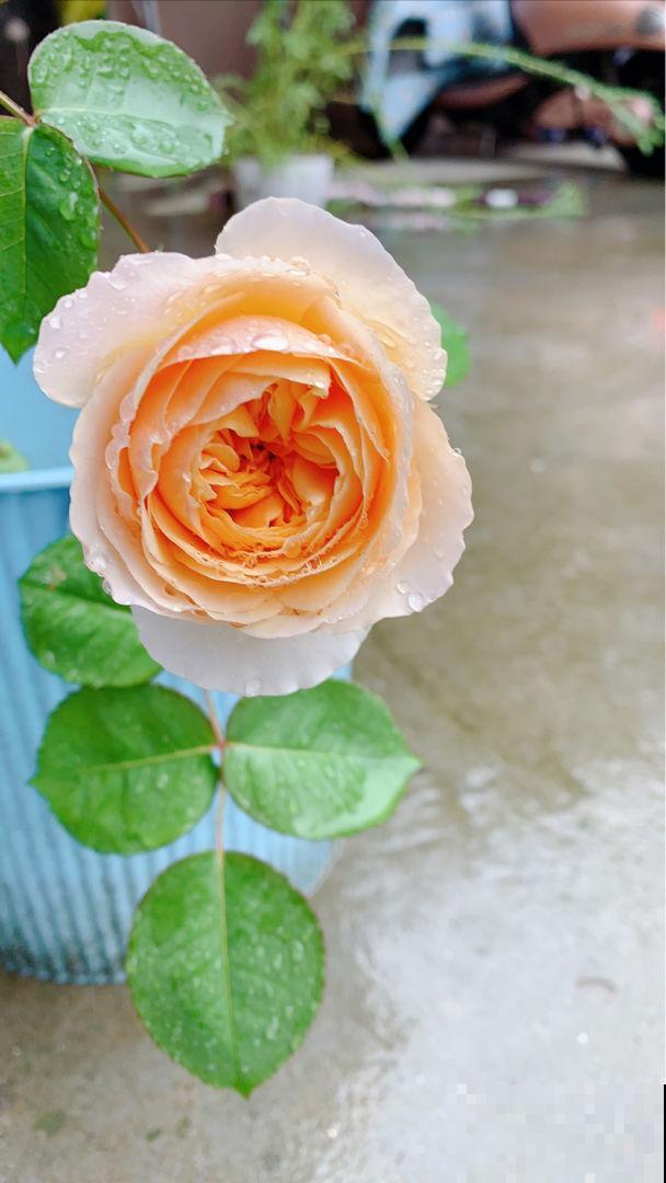 全网爆火的月季“朱丽叶”，秋冬稳稳开花，下大雪也不怕