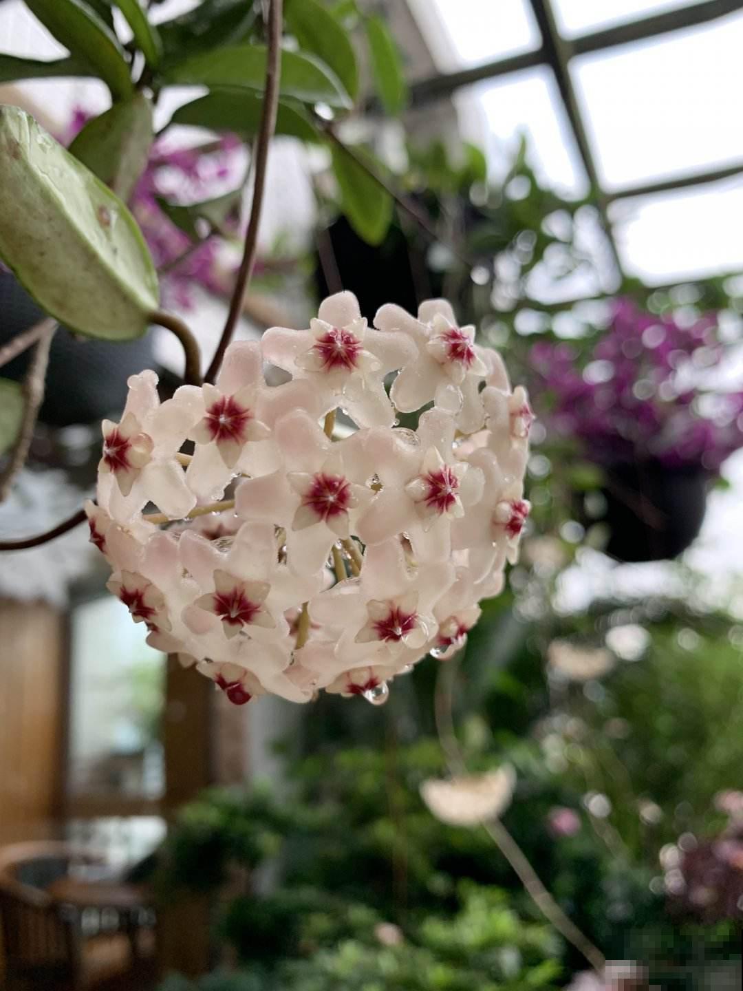 “富养”4种花，多施肥多浇水才能长得壮，不然最后没花看