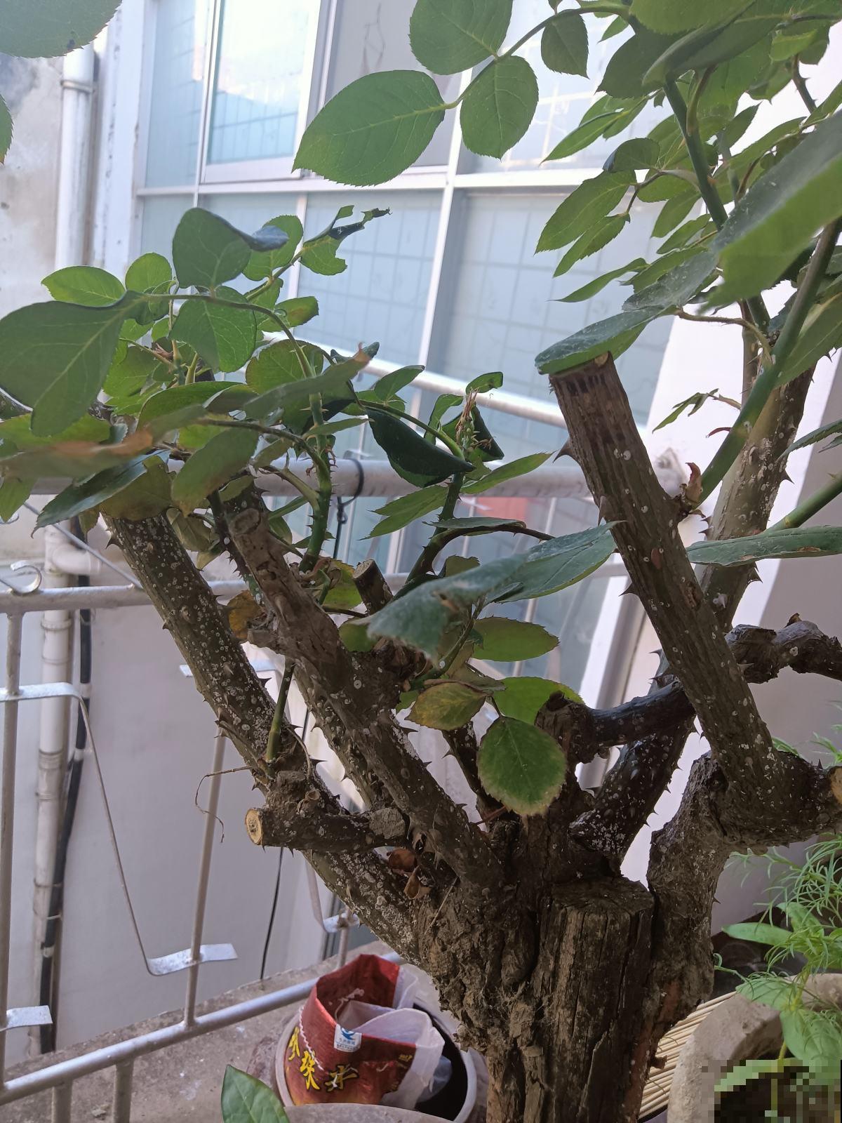 植物叶子出现“白霜”,是白粉病要谨慎起来,三个方法搞定 植物叶子出现“白霜”,是白粉病要谨慎起来,三个方法搞定