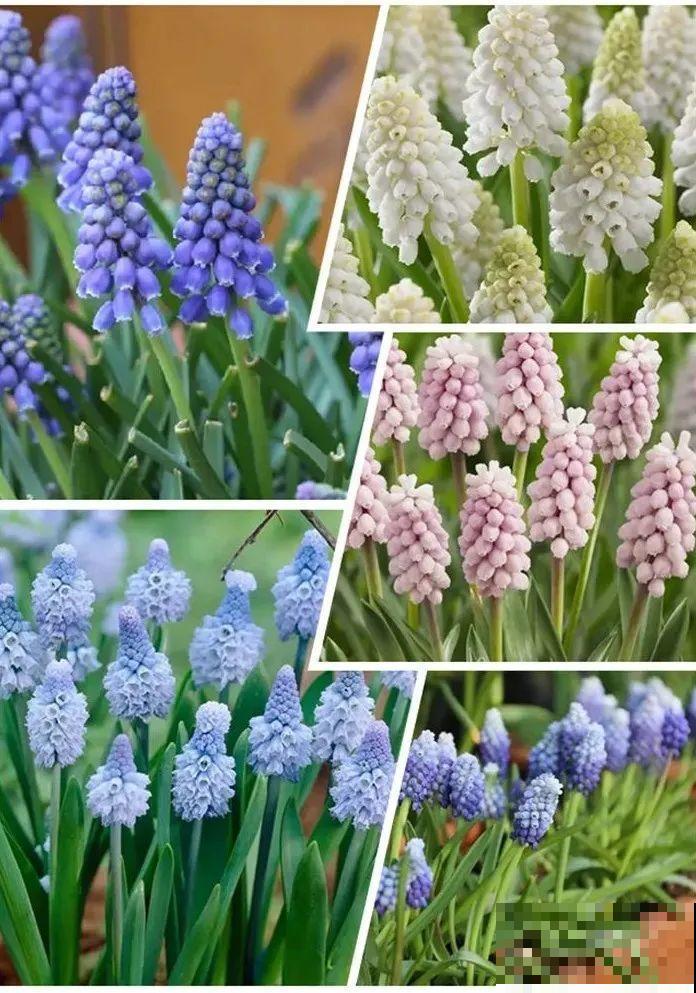 2块钱一个的便宜花,埋土里就开花爆盆,天再冷也冻不死 2块钱一个的便宜花,埋土里就开花爆盆,天再冷也冻不死