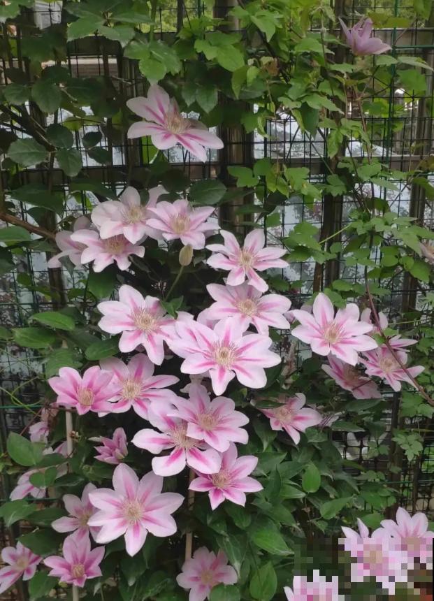 “花园三宝”之一,1年能开花上百天,冬天特别抗寒! “花园三宝”之一,1年能开花上百天,冬天特别抗寒!