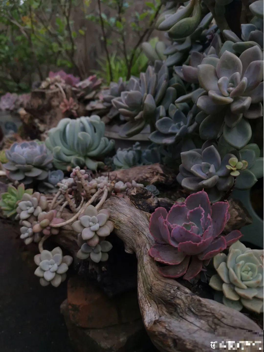 5种花盆,闷根又烂根,一养花就死掉 5种花盆,闷根又烂根,一养花就死掉