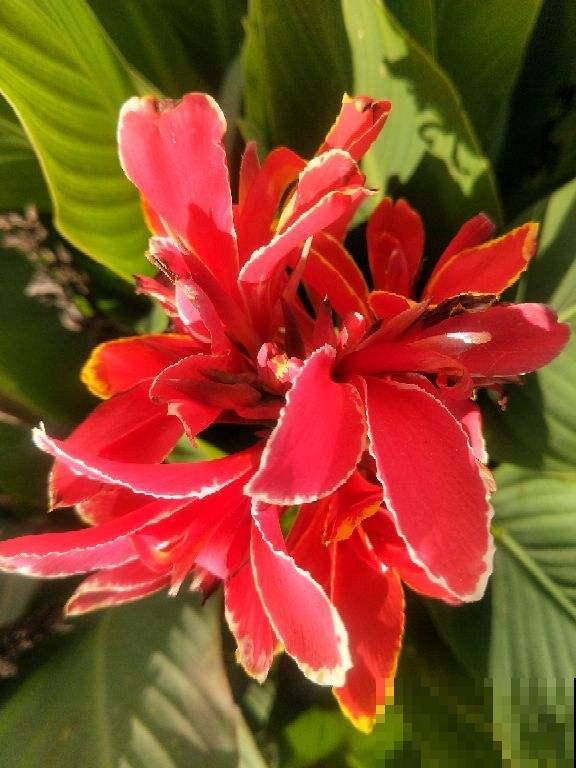 养花一直不开花，要是再不管，估计就成“柴火垛”