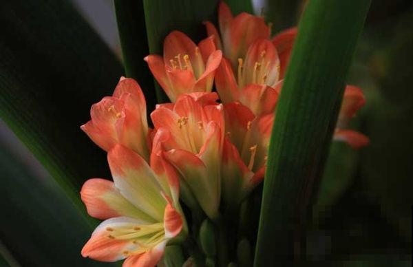 温度降到10℃，赶紧把花搬进屋，不然全冻死了