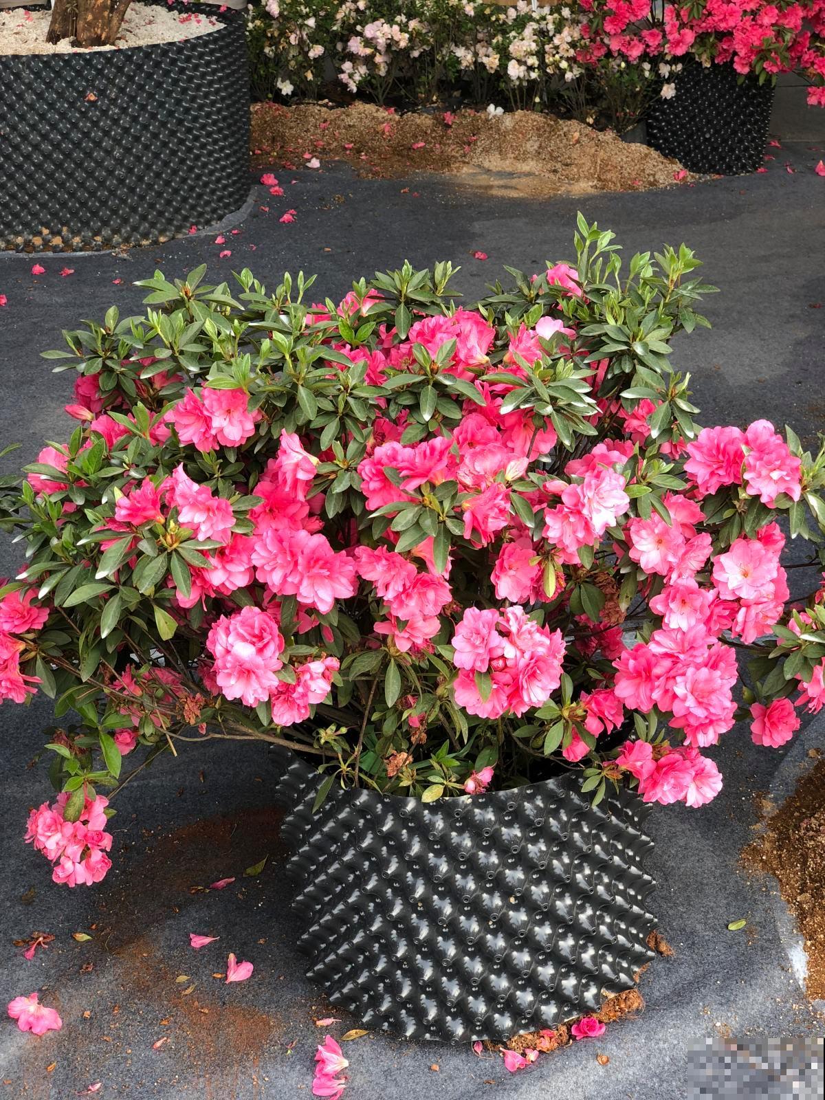 记住杜鹃花的“三喜三忌”，学会了，新手也能养爆盆