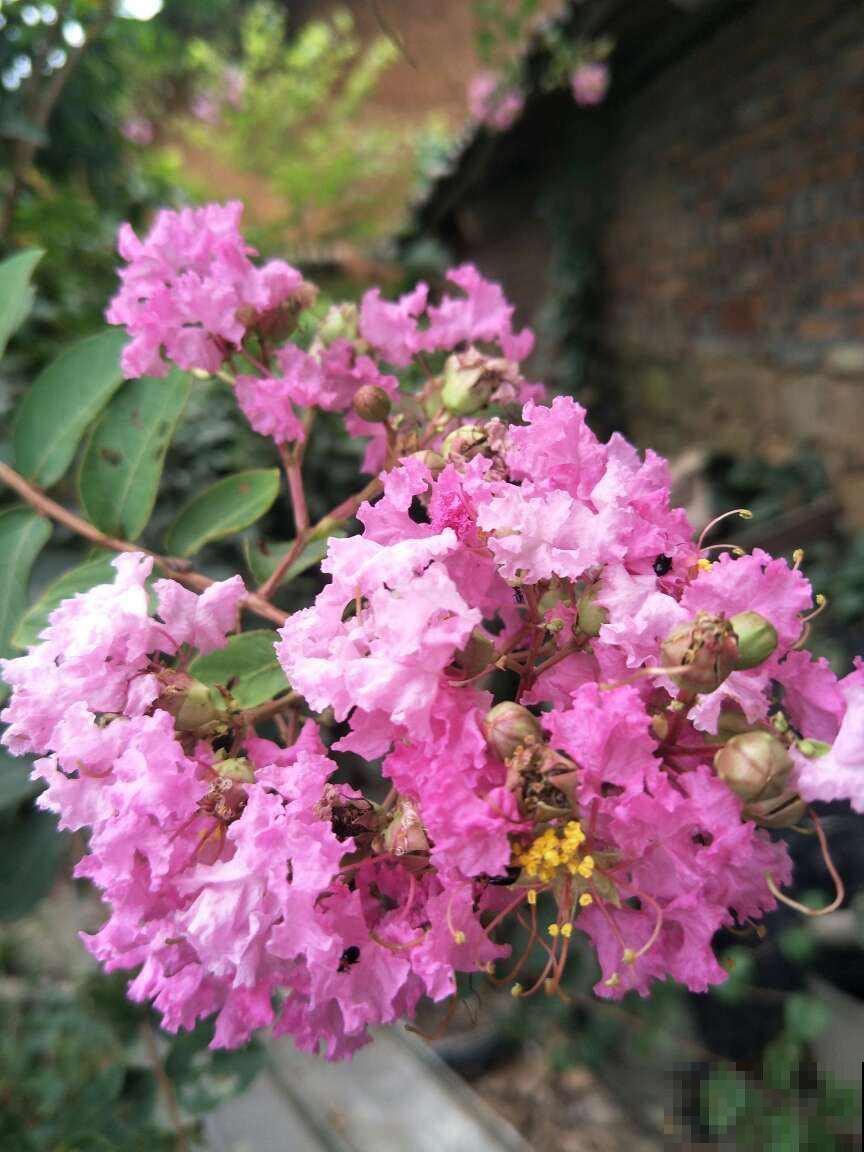 5种花,天生的高贵气质,做成盆景价值翻倍 5种花,天生的高贵气质,做成盆景价值翻倍