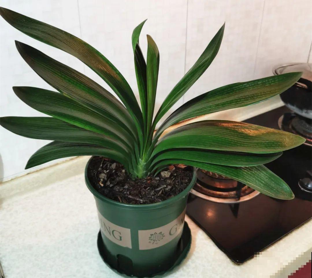 爱“生崽”的花,现在赶紧翻盆,一盆变多盆还能挣钱 爱“生崽”的花,现在赶紧翻盆,一盆变多盆还能挣钱