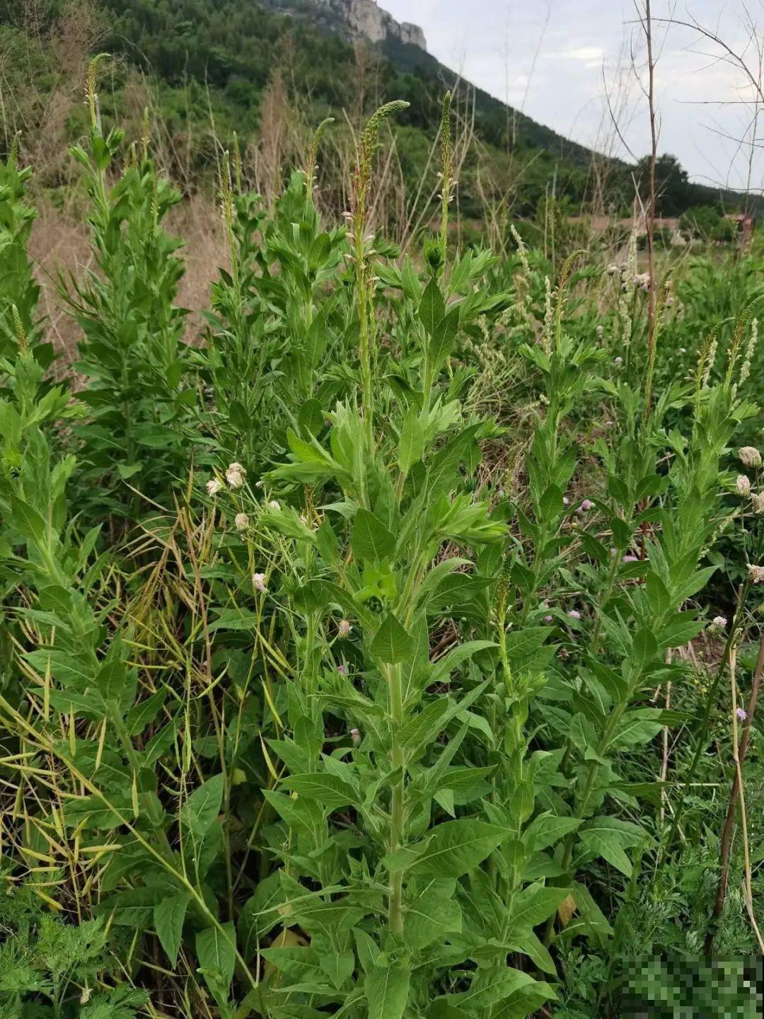 河南等地遭“恶魔之花”入侵，看到之后赶紧报告，不然会有大麻烦