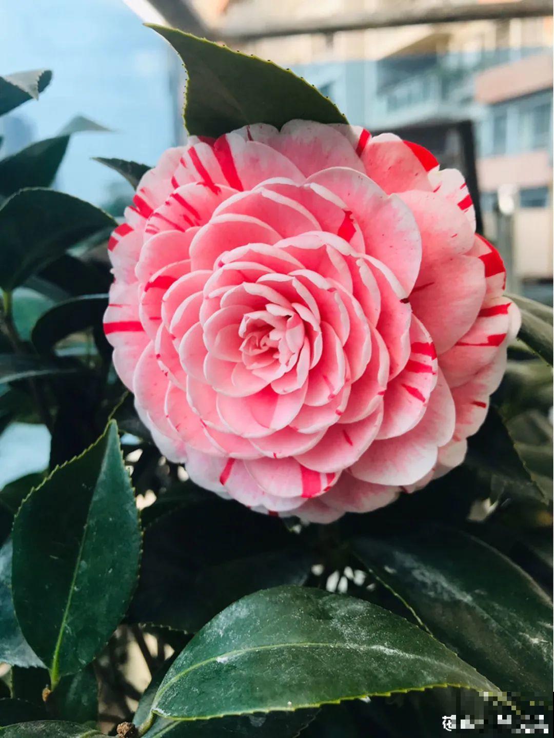 10种旺运花，一个月内要涨价，现在赶紧买