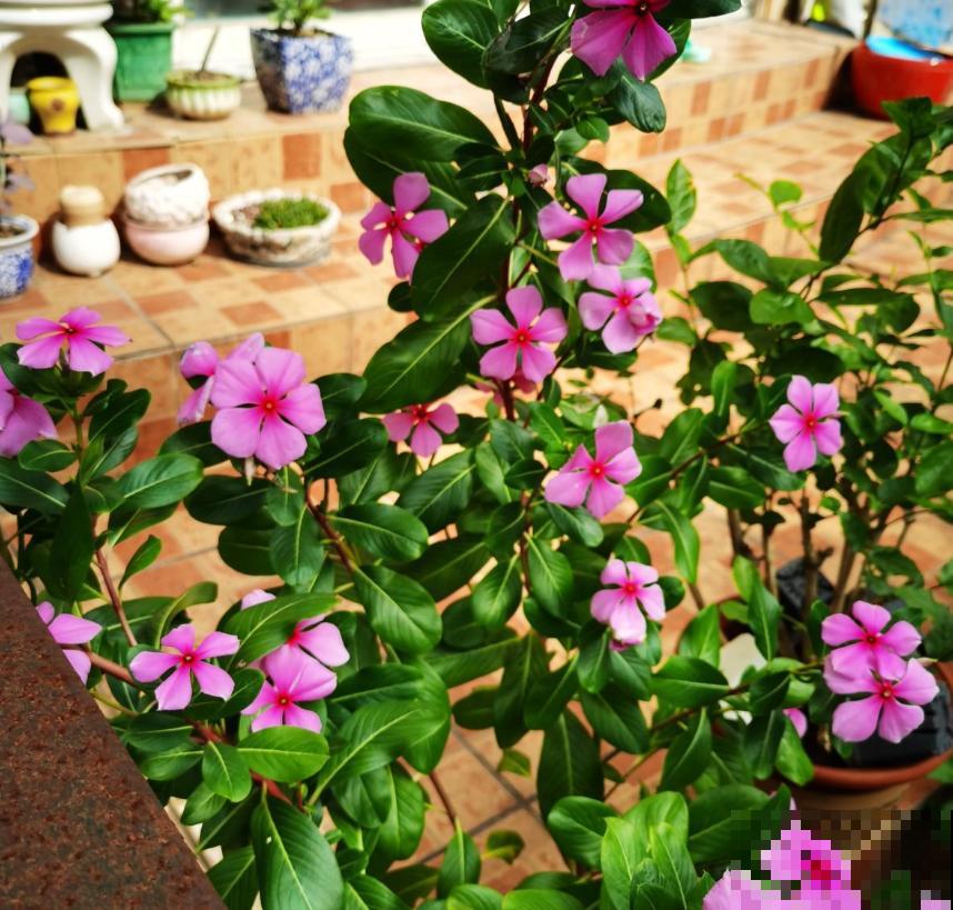 家居必备4种干净花，不招虫易养活，爱干净的人都爱养