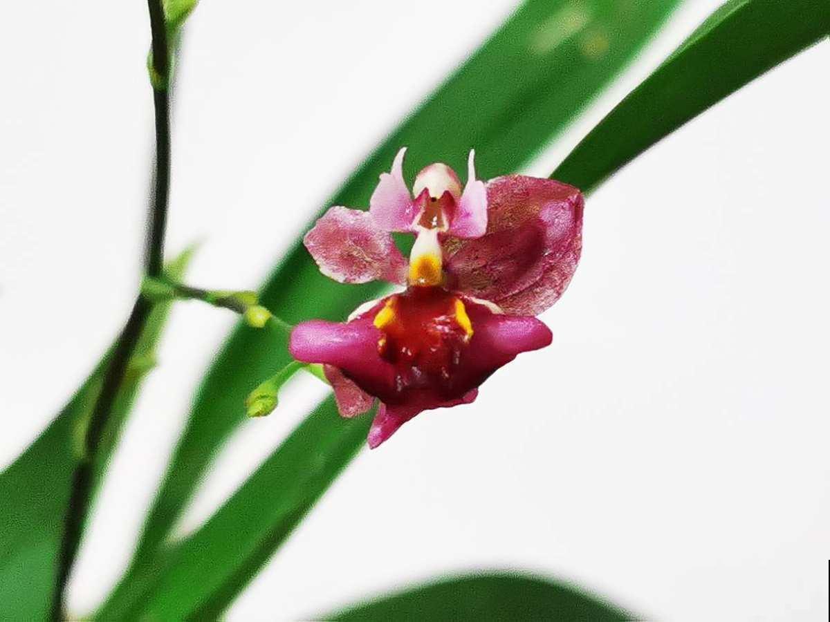 耐阴开花多的文心兰,开花还有奶油的香味,现在养很合适 耐阴开花多的文心兰,开花还有奶油的香味,现在养很合适