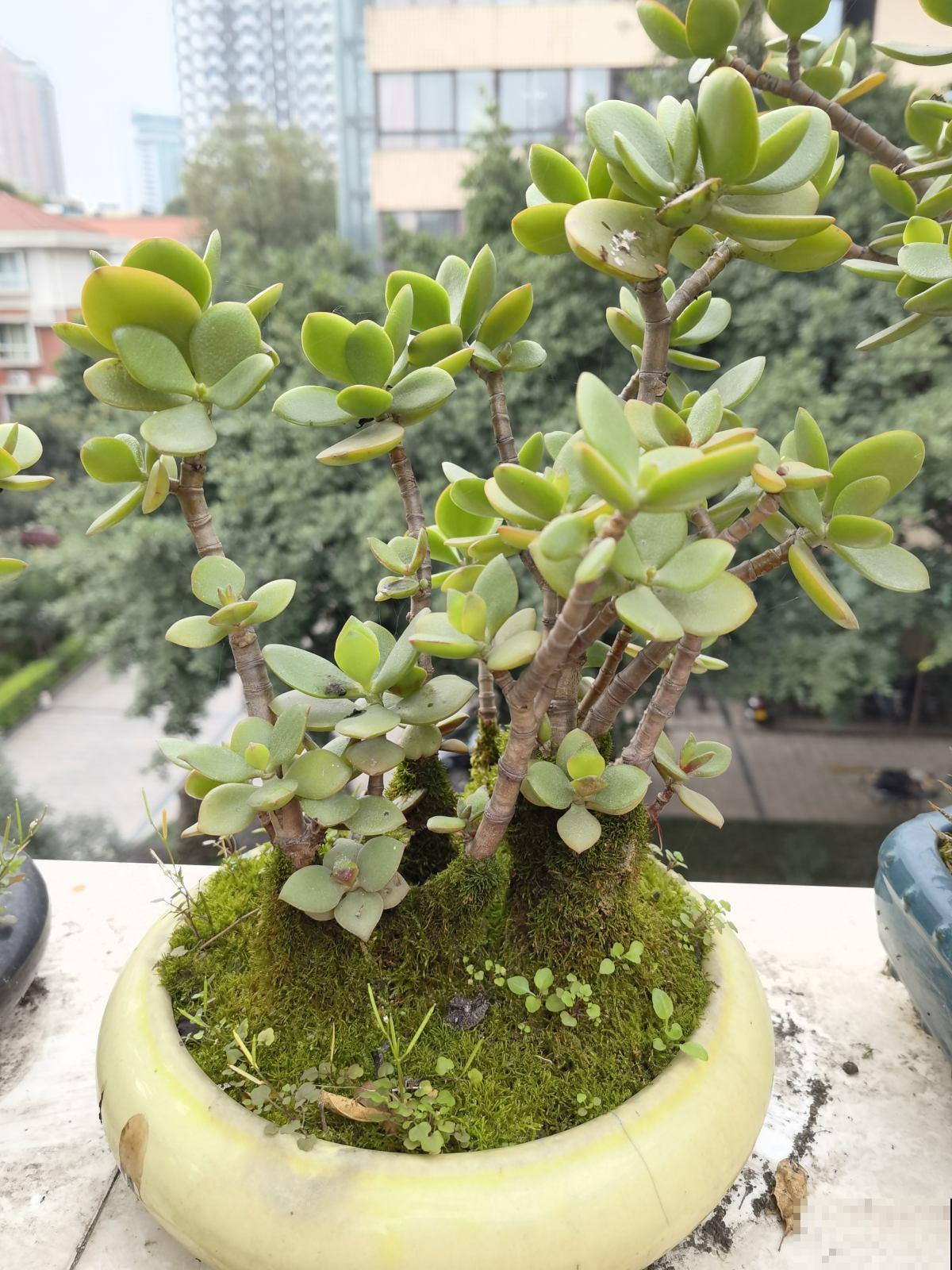 5种树，种在家里能旺宅，赶紧搬回家