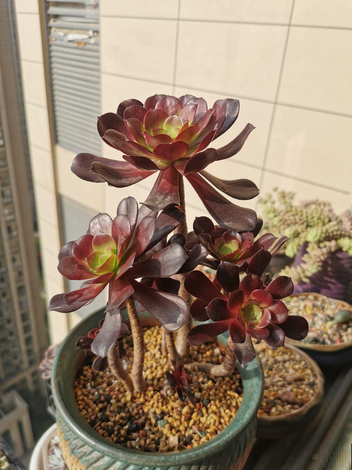 19种多肉，花市买来像白捡，离流行趋势更近了