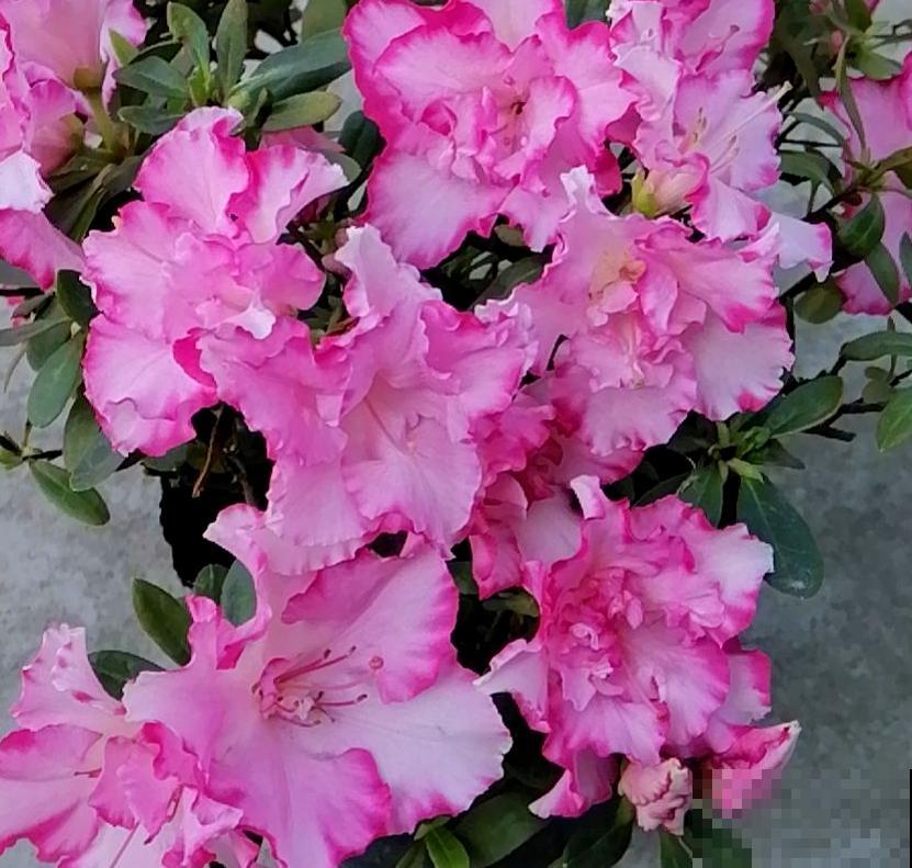 想让杜鹃开花多得不见叶,掌握5个“窍门”,满盆开爆花很简单 想让杜鹃开花多得不见叶,掌握5个“窍门”,满盆开爆花很简单