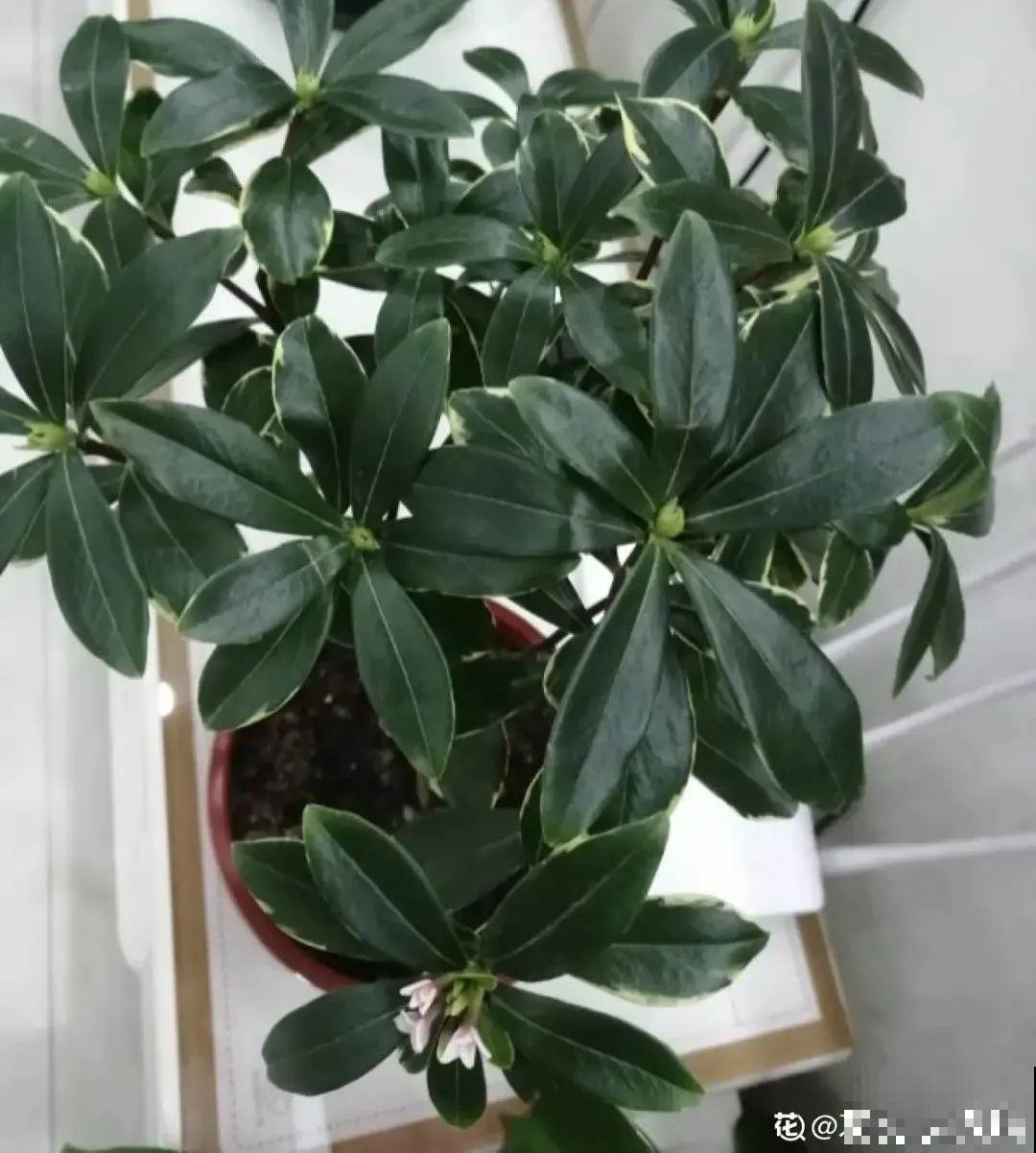 15种花，冬季浇水要注意，浇错了容易冻伤