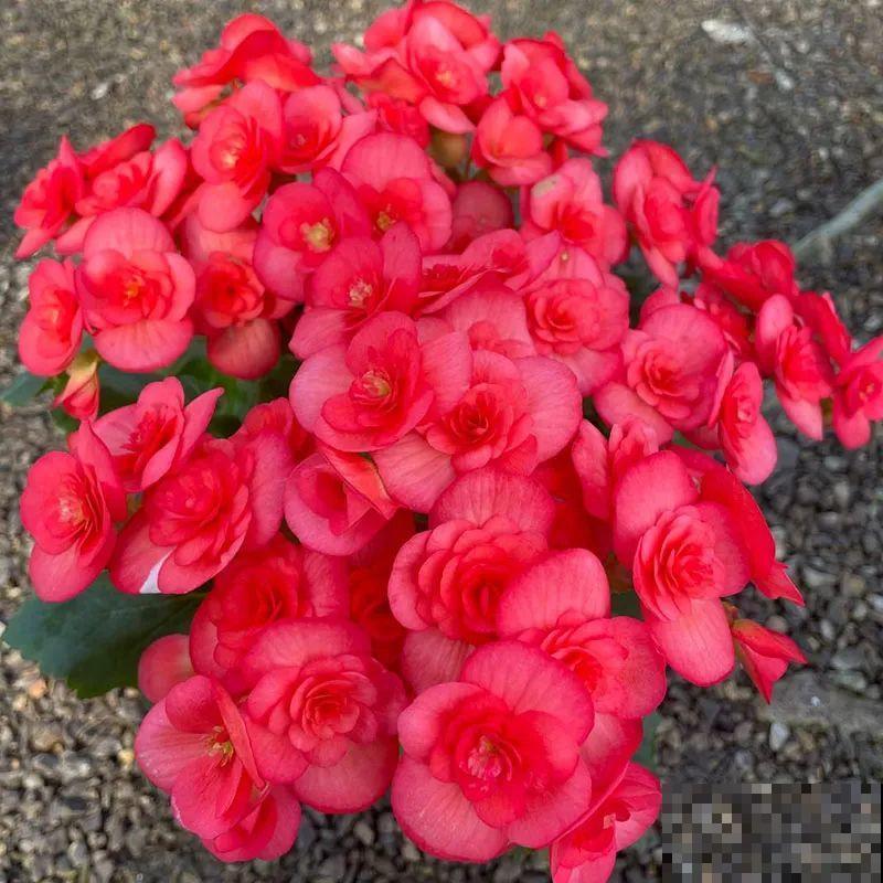 秋冬养盆丽格海棠,花朵像牡丹,有金玉满堂好兆头 秋冬养盆丽格海棠,花朵像牡丹,有金玉满堂好兆头