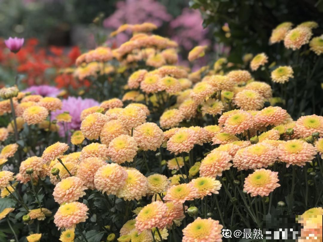 一盆菊花一万二，能开出七个颜色，真是少见