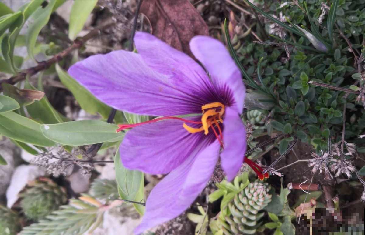 适合女人养的“花中黄金”，美容养生效果好，种下一个月就开花