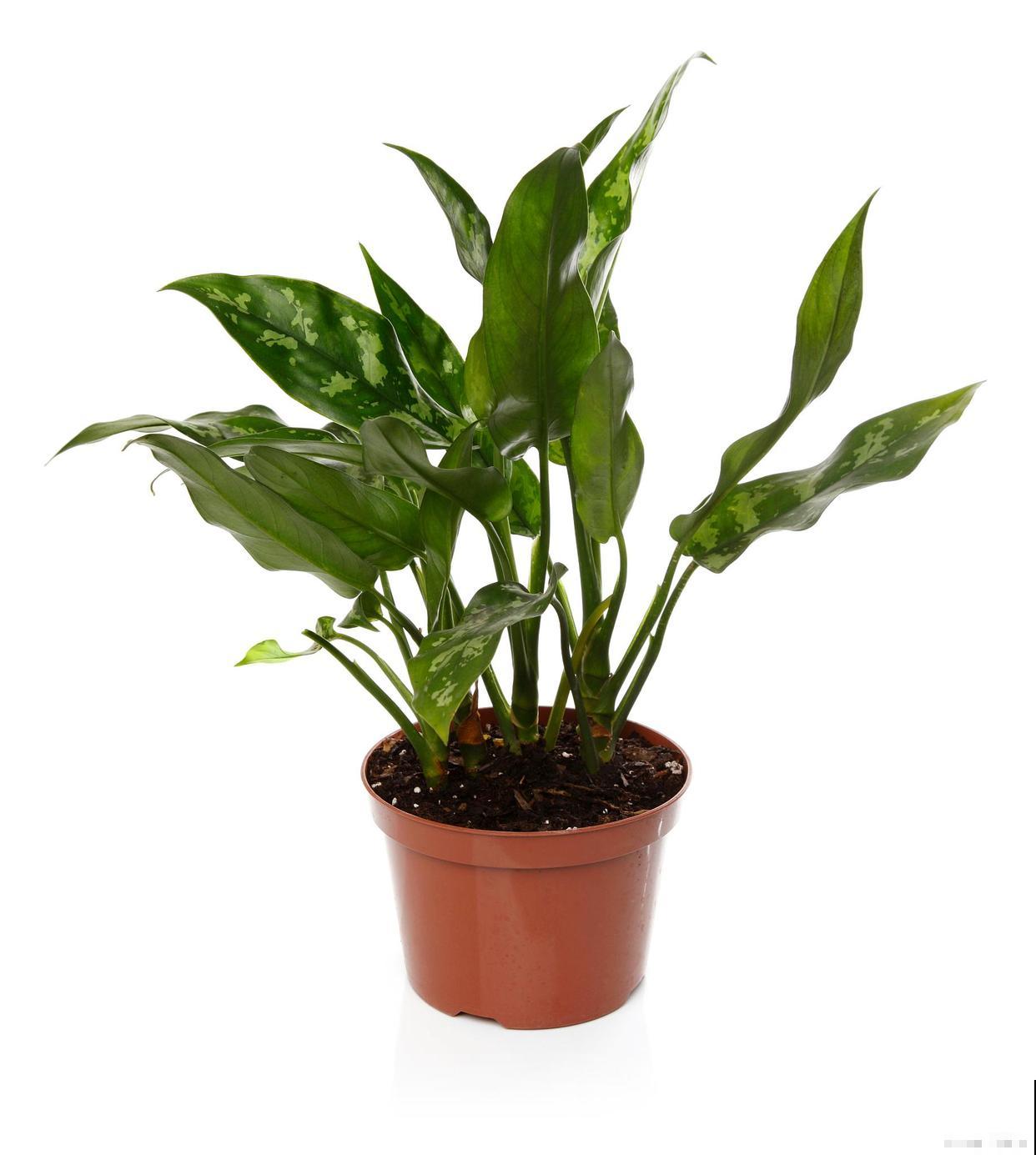 常见20种净化空气的室内植物