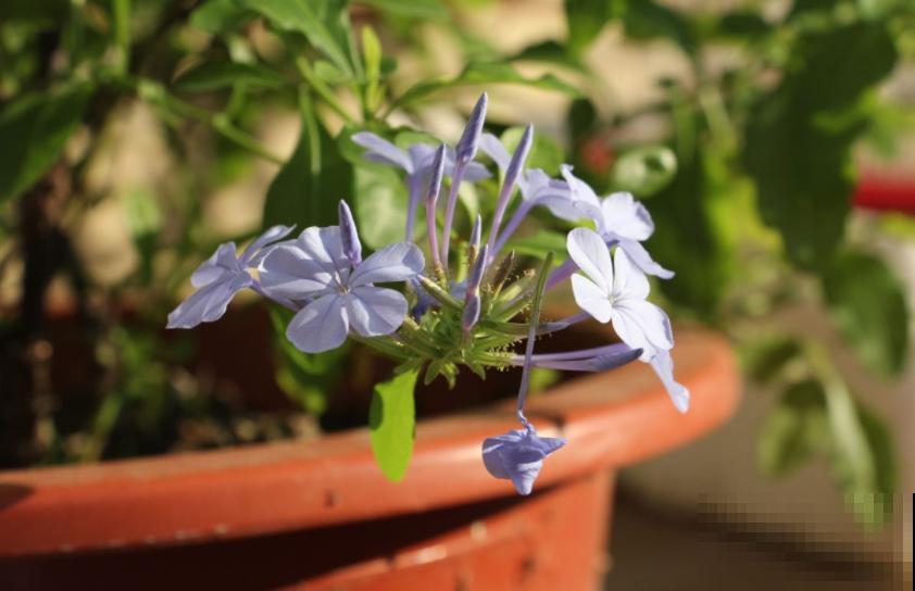 猫砂可以拌土养花？又一个养花小知识，赶快学起来