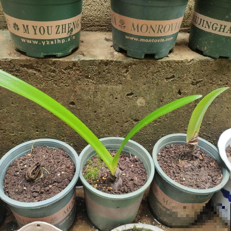 学会这5个好习惯,你就是养花高手,一般人不告诉他 学会这5个好习惯,你就是养花高手,一般人不告诉他