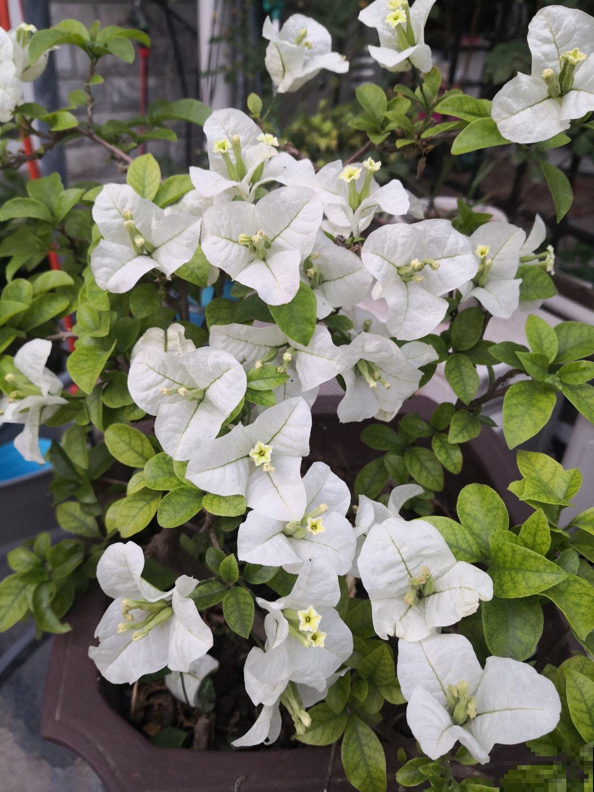 三角梅3个易错点，阳光再充足，也不会轻易开花