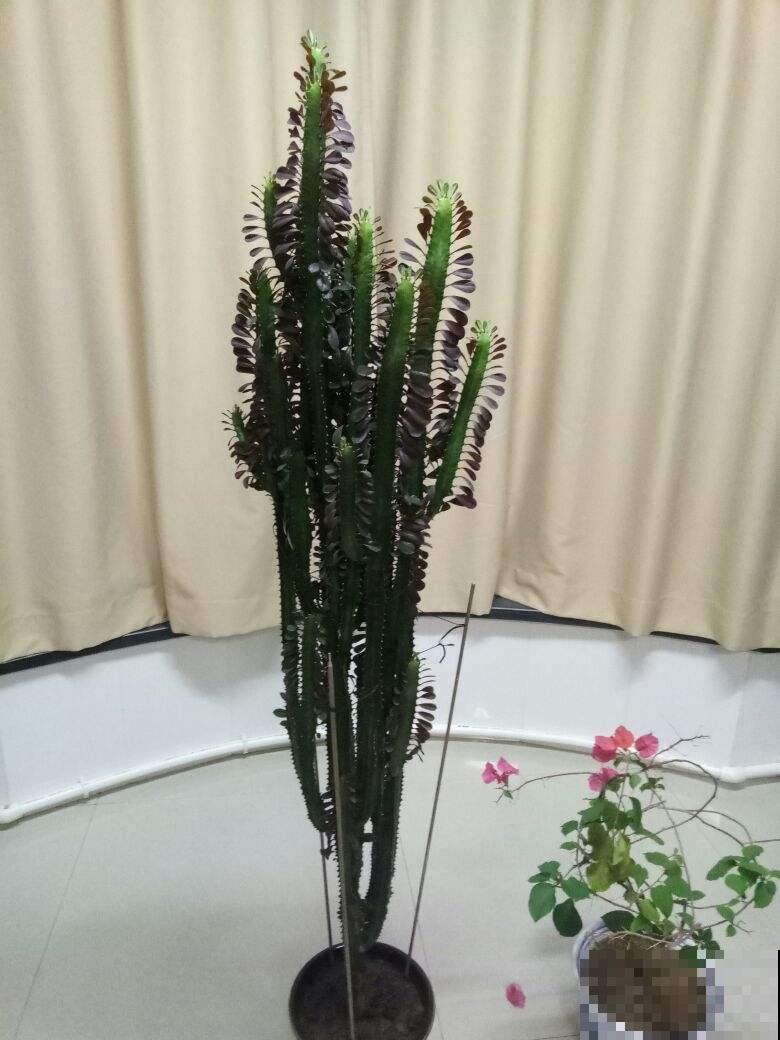 8种花有吉利好兆头,穷养才能长得旺,养在家里很合适 8种花有吉利好兆头,穷养才能长得旺,养在家里很合适