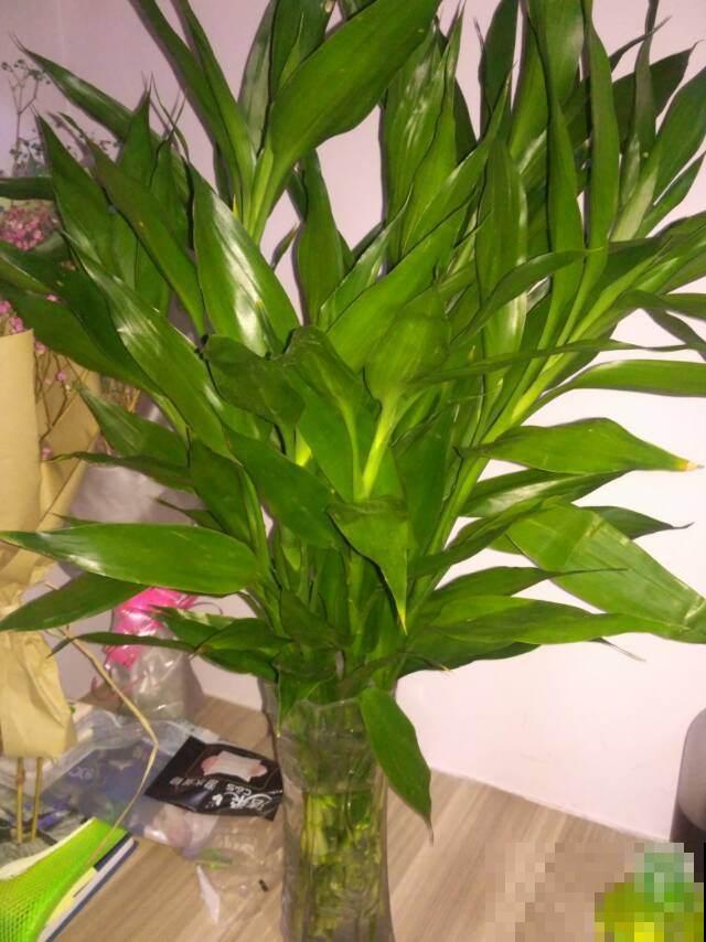 养花必须知道的10句“顺口溜”,不要白白交学费,收藏好终身受用 养花必须知道的10句“顺口溜”,不要白白交学费,收藏好终身受用