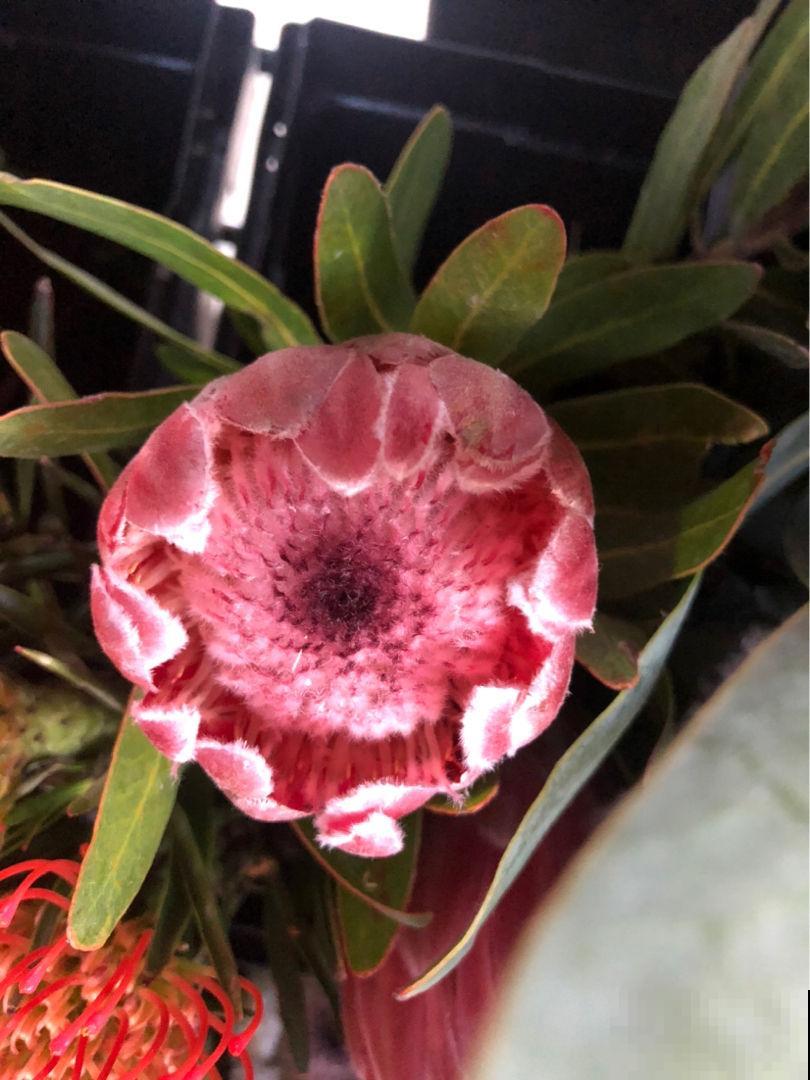 这6种花太昂贵，自带贵气轻易买不起，新手小白勿入