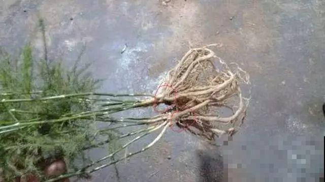 爱“生崽”的花,现在赶紧翻盆,一盆变多盆还能挣钱 爱“生崽”的花,现在赶紧翻盆,一盆变多盆还能挣钱