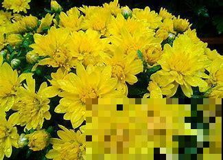 不怕冷的花，零下15度也能长得旺，冬天养正合适