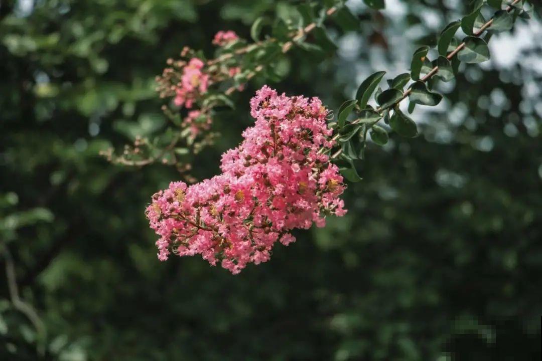 八种花养成老桩,有镇宅旺家好兆头,生机满满 八种花养成老桩,有镇宅旺家好兆头,生机满满