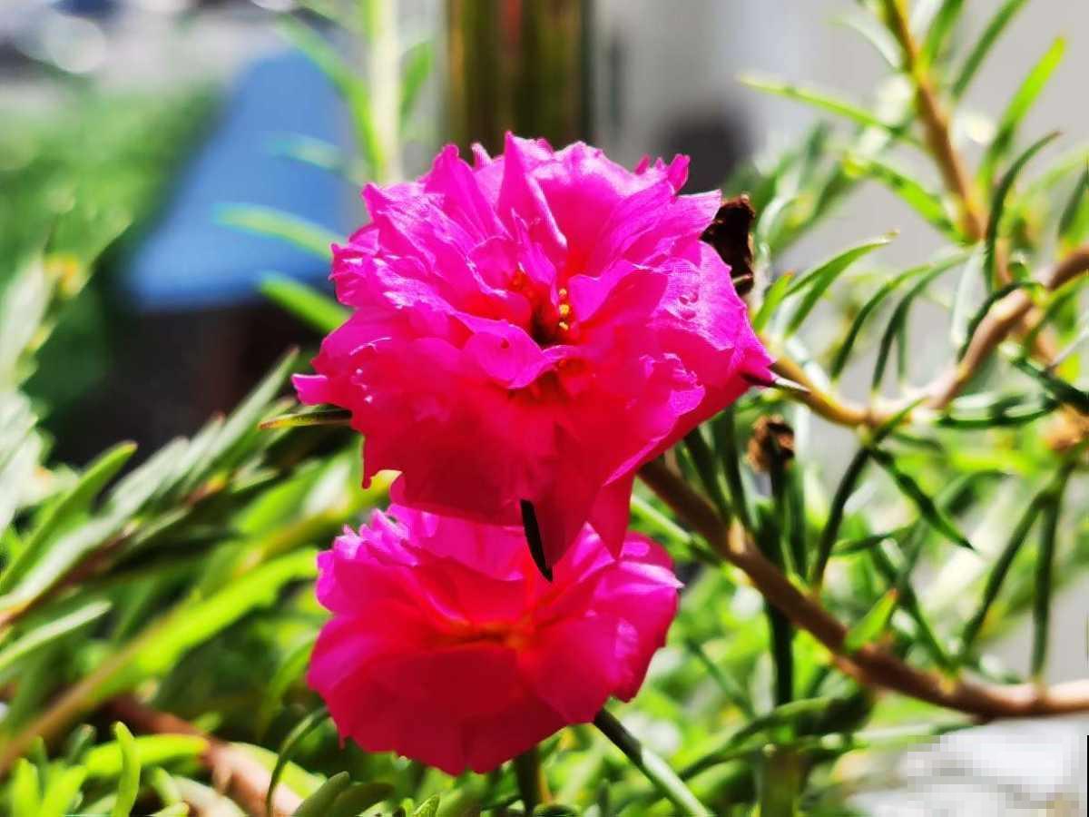 只有牡丹配得上“雍容华贵”,家里种一盆,尽显主人气质 只有牡丹配得上“雍容华贵”,家里种一盆,尽显主人气质