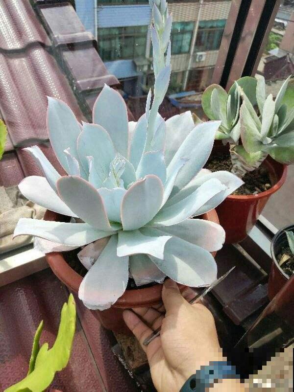 19种多肉，花市买来像白捡，离流行趋势更近了