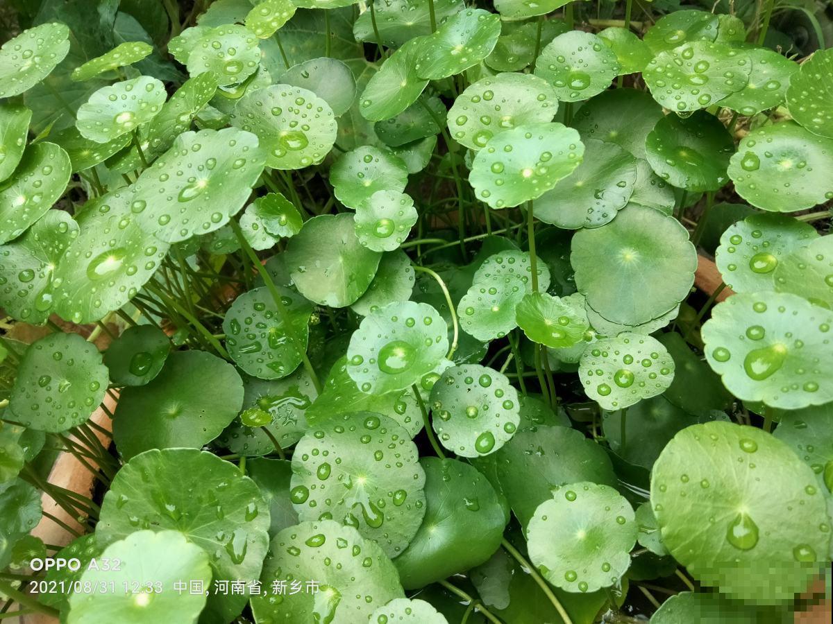 “养不死”的5种花，绿萝都排不上号，随便养养就爆盆