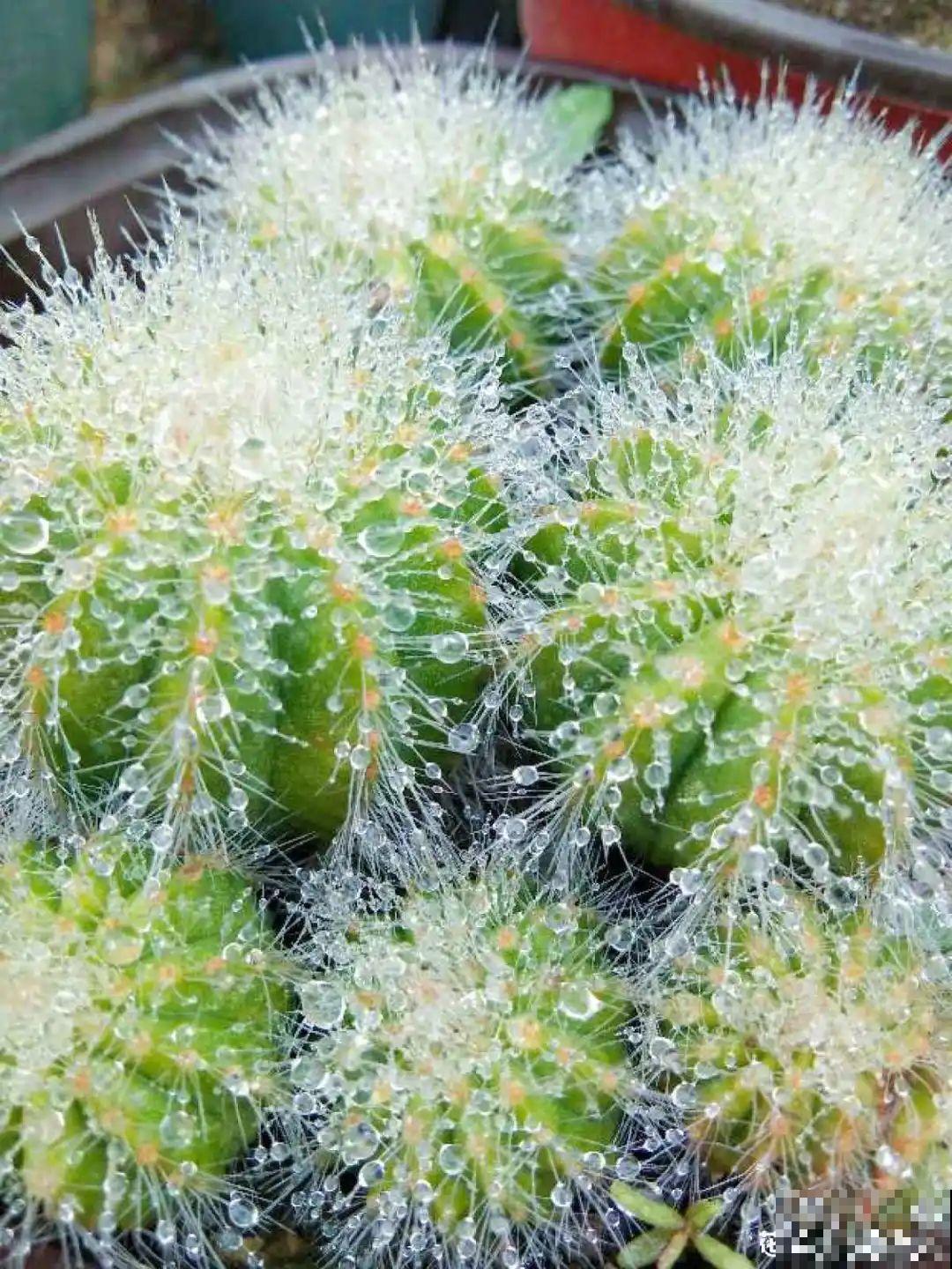 10种花，冬天别喷水，越喷越烂叶，变成光杆特丑