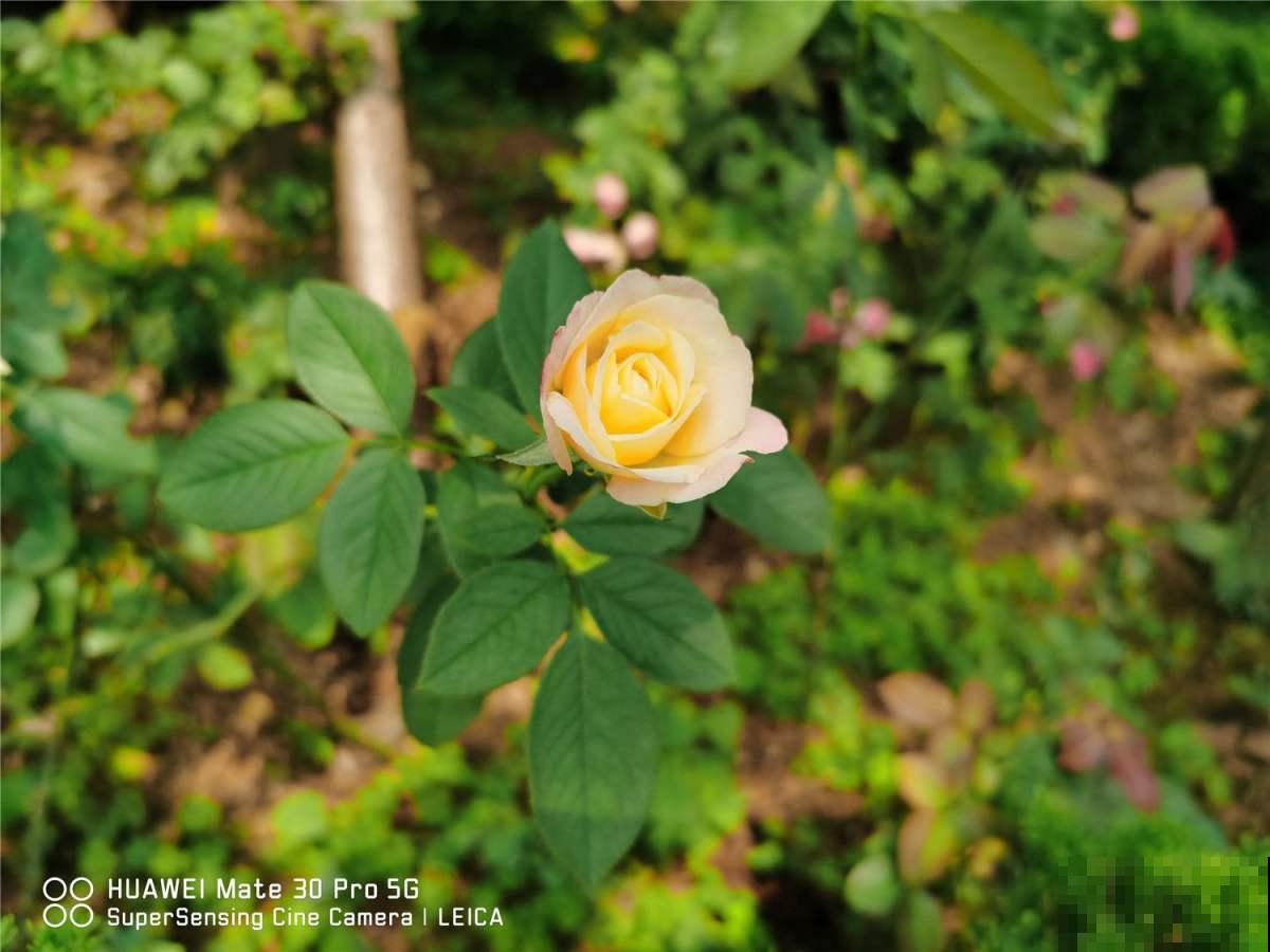 迷你月季3个品种，“阳台党”的福音，颜色堪称红得像“火焰”