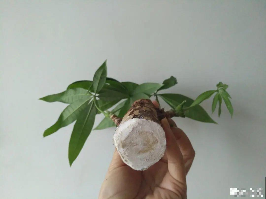 养花大棚倒闭,“贵货花”路边扔了一地,后悔没带个大麻袋 养花大棚倒闭,“贵货花”路边扔了一地,后悔没带个大麻袋