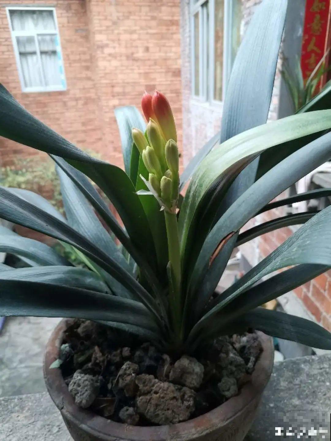端庄好看的君子兰，适合过年养，寿命长，能活几十年