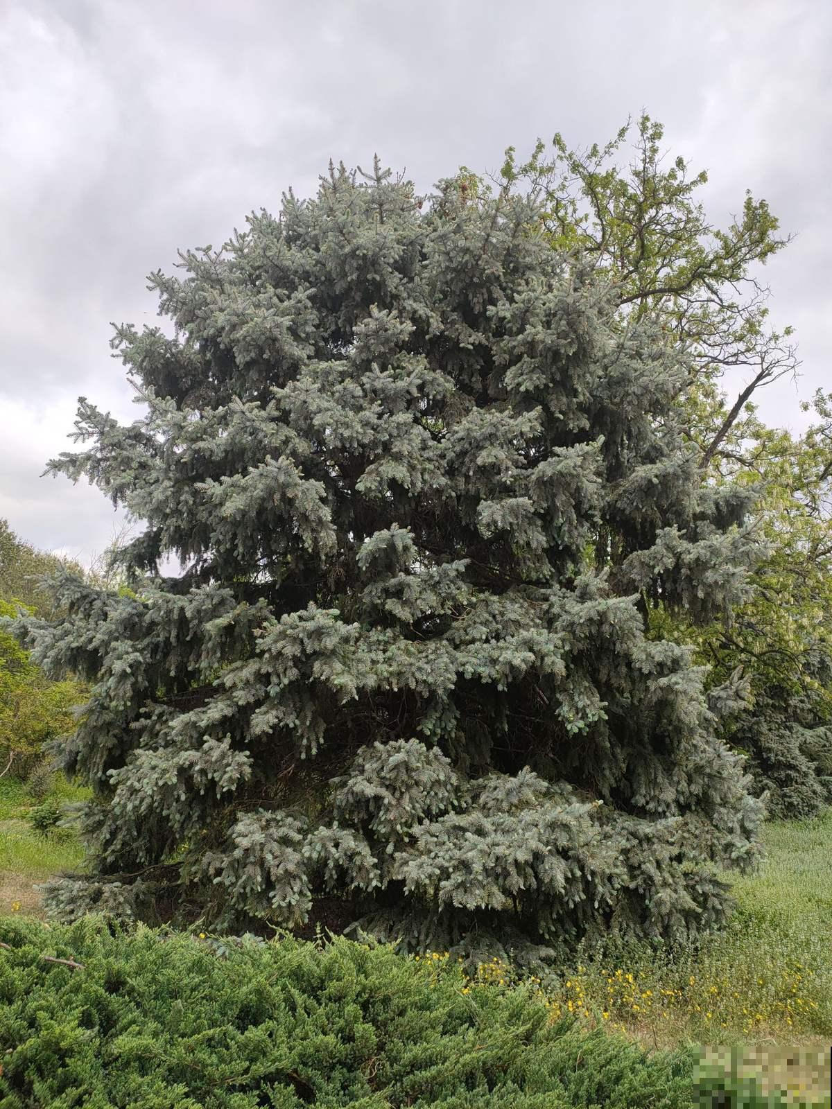 2种植物最适合做“圣诞树”，四季常青，养一盆在家里很合适