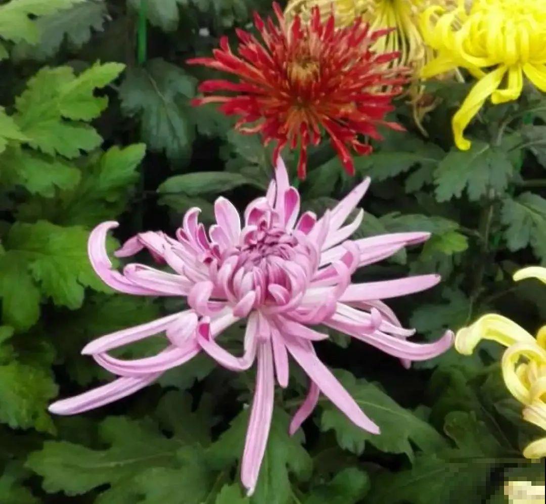 一盆菊花一万二，能开出七个颜色，真是少见