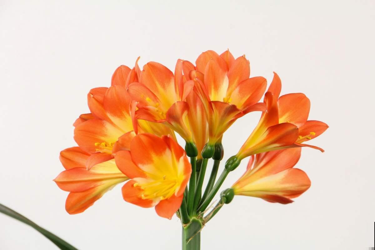 3种花堪称“传家宝”，养得时间越长，就越值钱