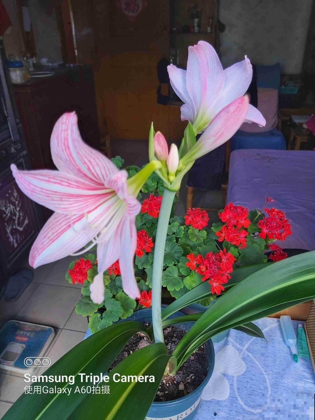 朱顶红被叫作“注定红”,养一棵在家里红红火火,家宅兴旺 朱顶红被叫作“注定红”,养一棵在家里红红火火,家宅兴旺