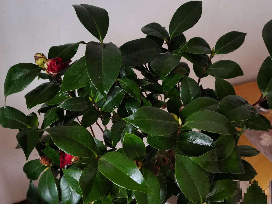 冬天常见的茶花，6个“毛病”经常犯，真难养