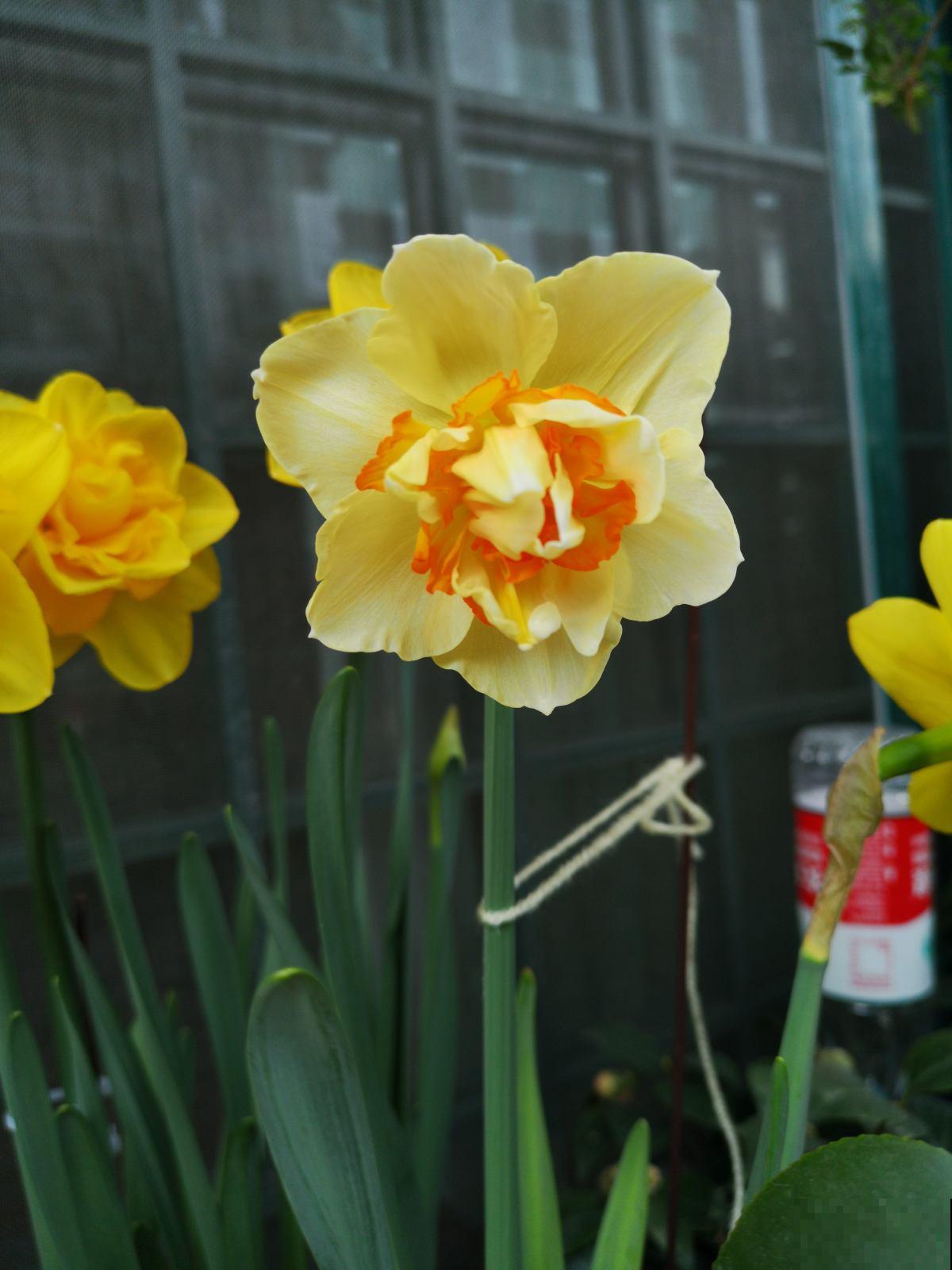 秋天土里埋个“洋葱头”，成活很容易，开出绝美花箭