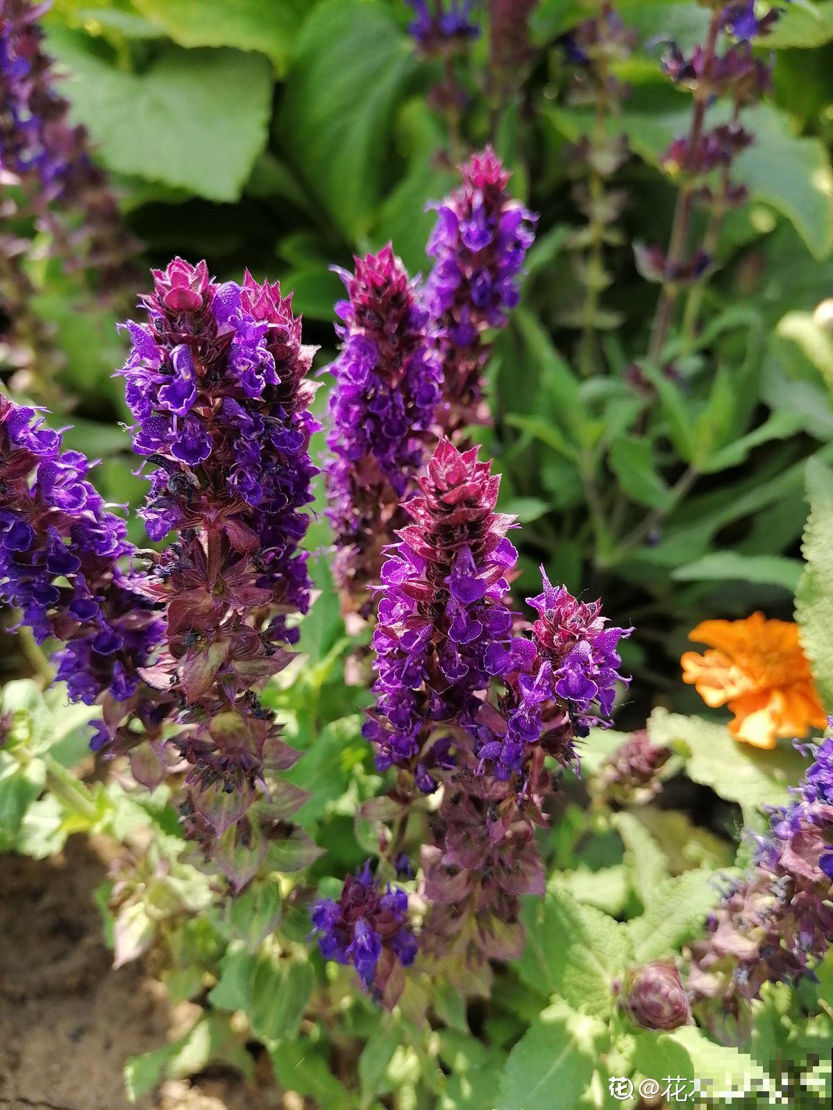 10道花卉竞赛题目，都答对的人太少，答对6道就是大神