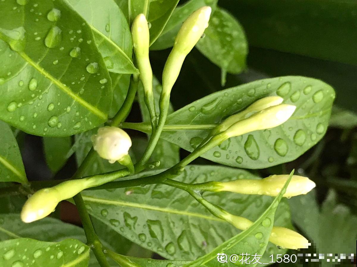 被花名限制的植物，光是听到名字，瞬间失去购买欲