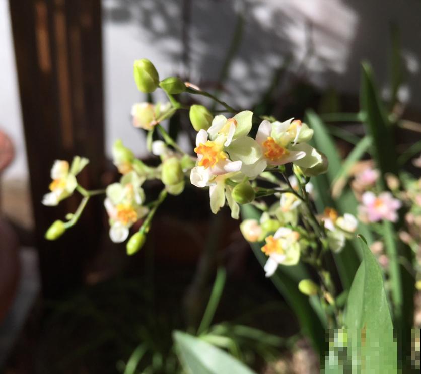 4种花可以放心“跟风”，好养开花多，越冷颜色越好看